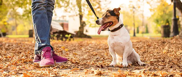 eSUN’s Biomaterials and 3D Printing Materials in Pet Product Applications